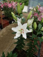 [5322 Sisto VWS No01.JPG]